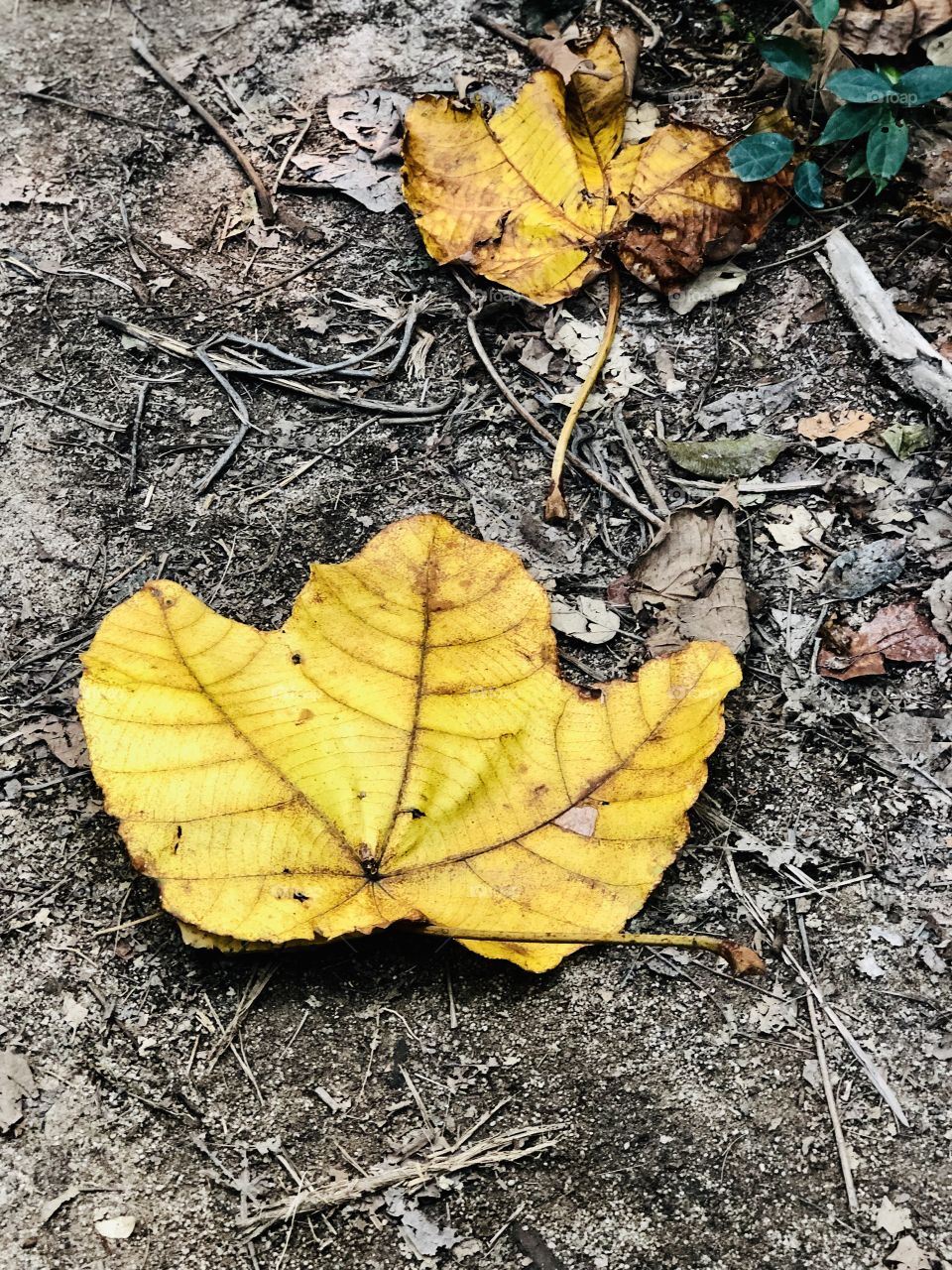 Leaves dropping time 