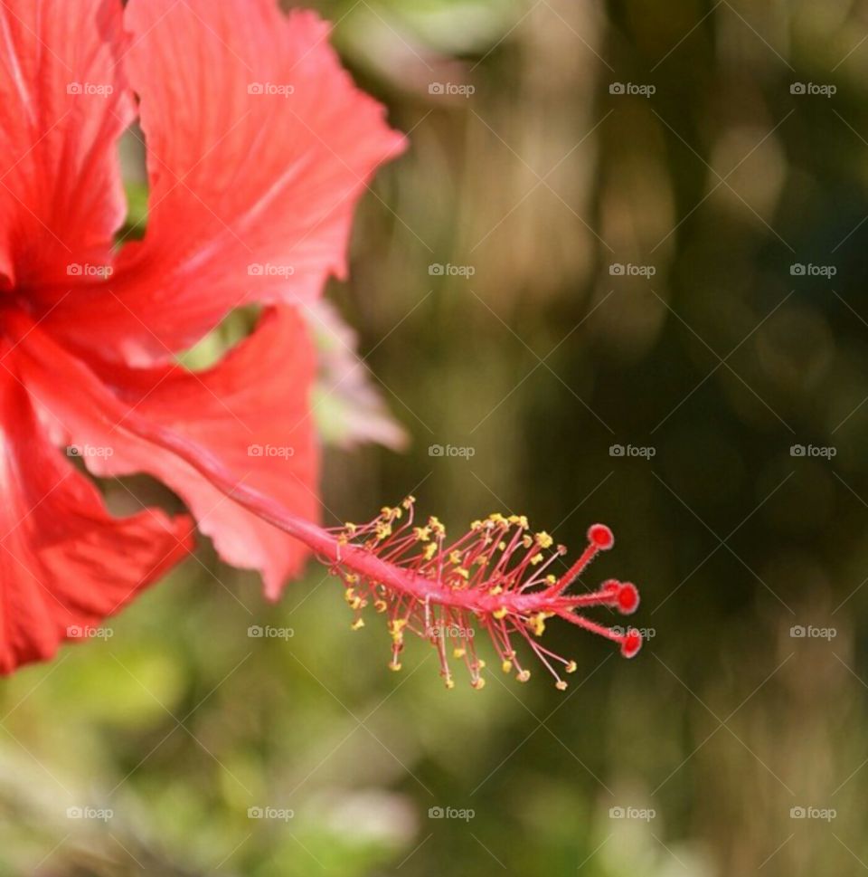 focussed flower