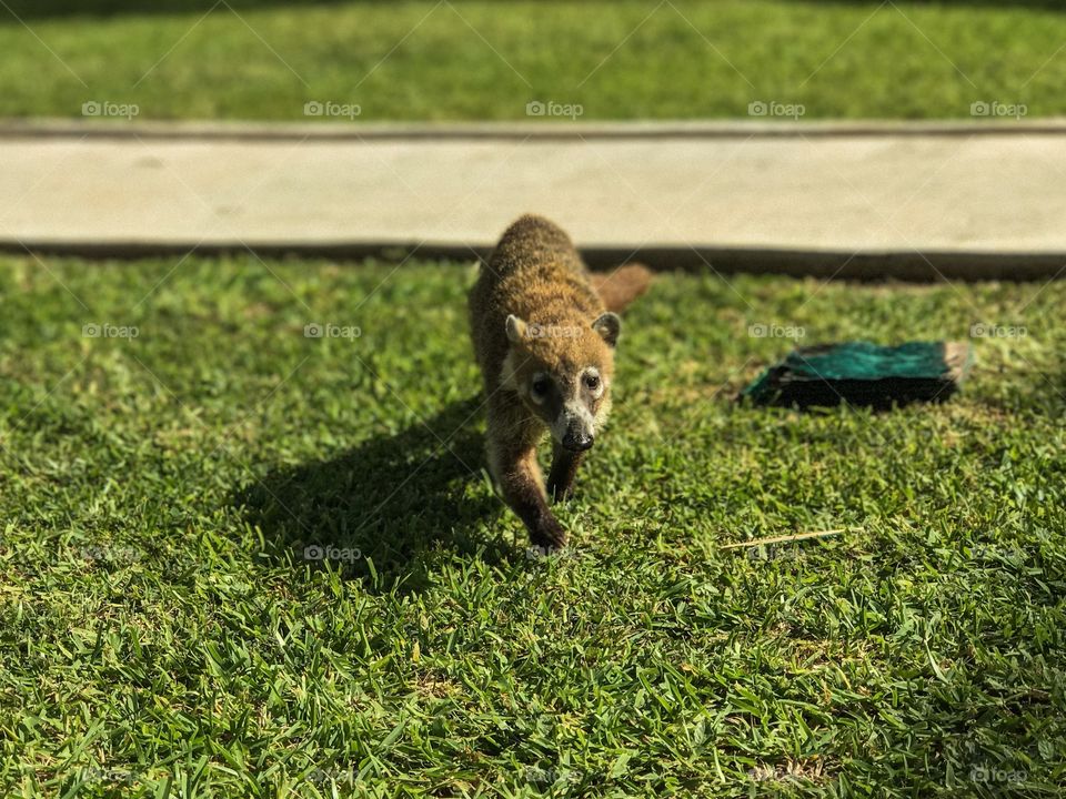 Wildlife - Coatimundi 