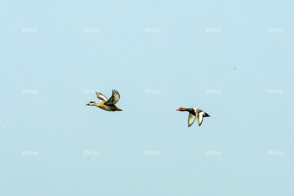 Follow the leader. Flock of two Red crested pochard Aythyinae birds flying together as a group in blue sky. Mangalavanam Bird Sanctuary Kerala. Its a paradise for avian life. Shot from below.