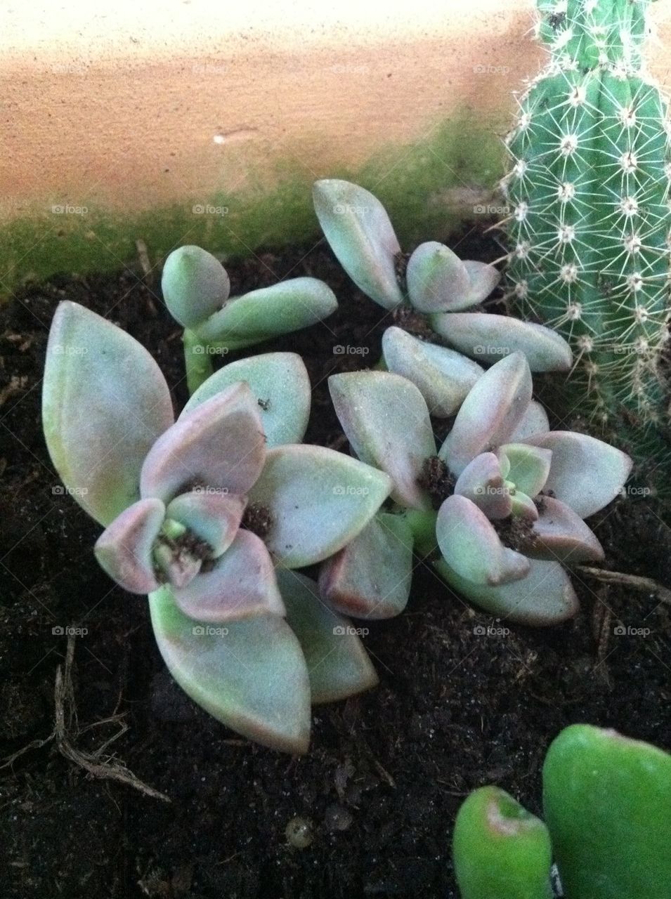 Cactus and succulents 