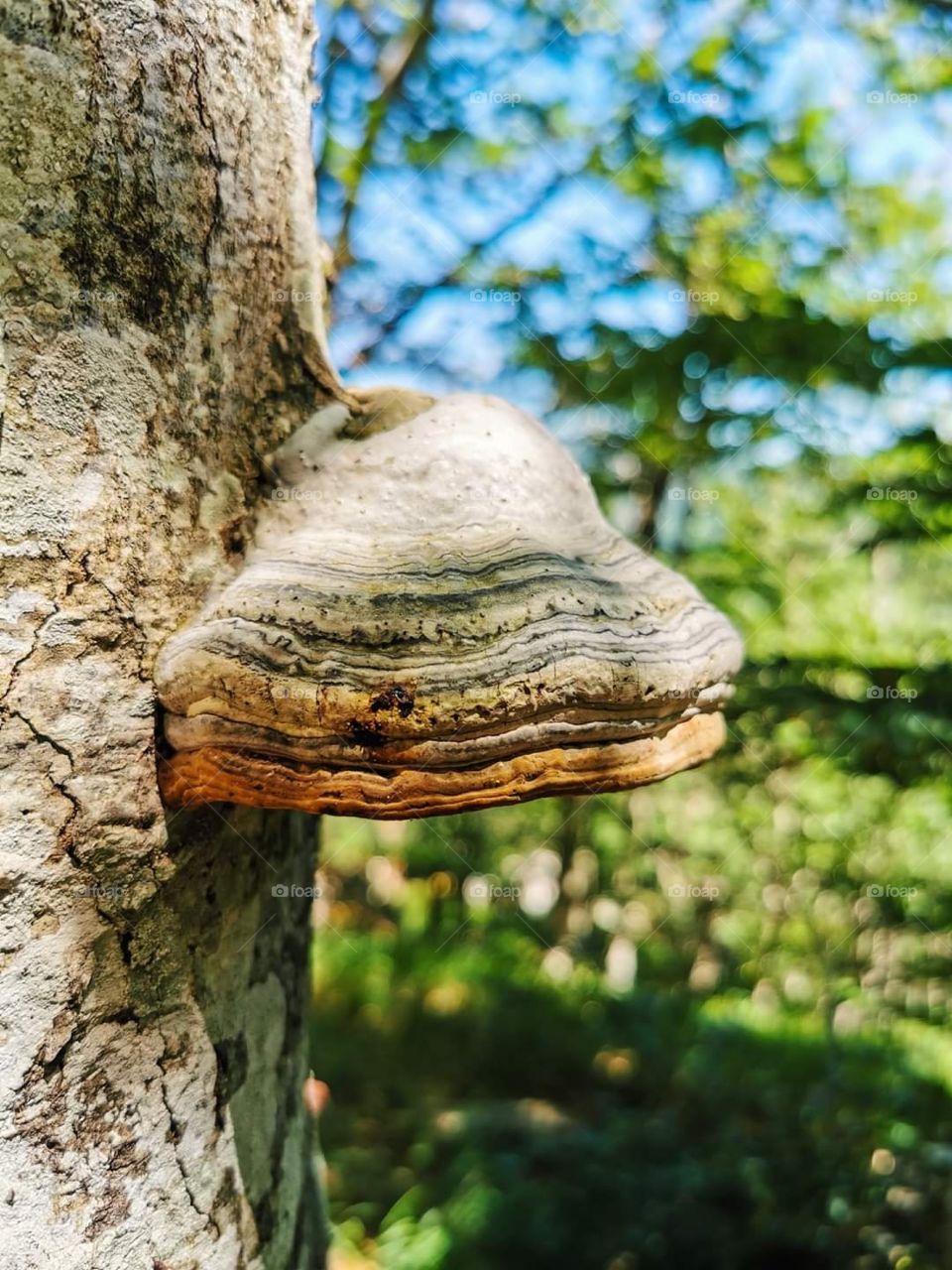A strange shape tree in the Plitvice Lakes