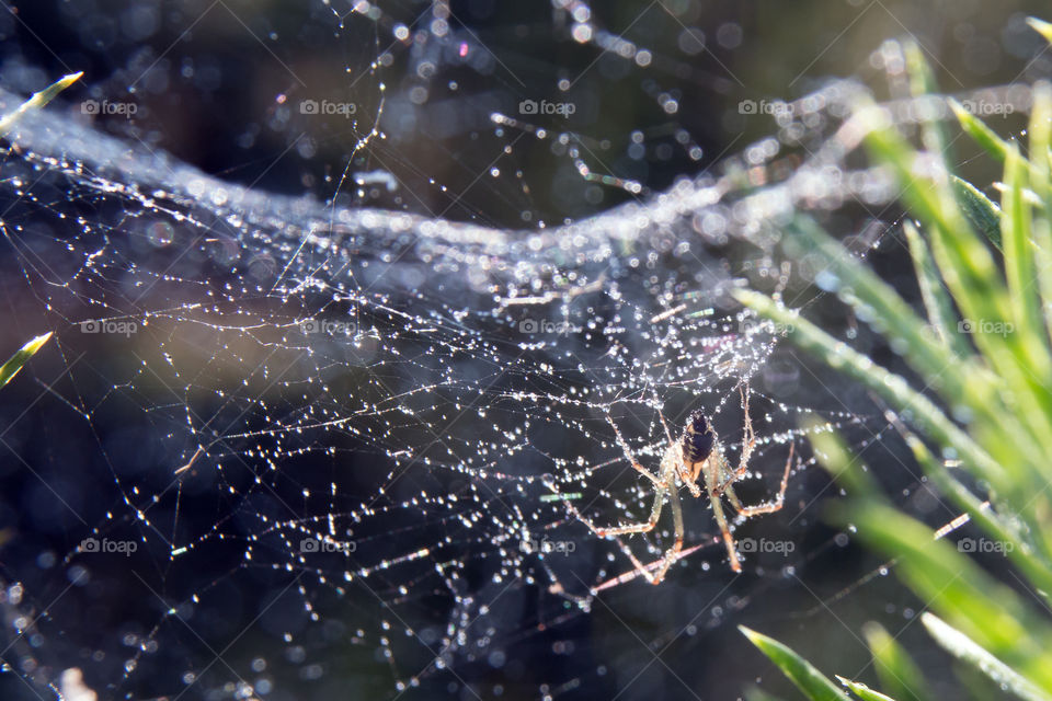 Spider on the web with water drops after rain.