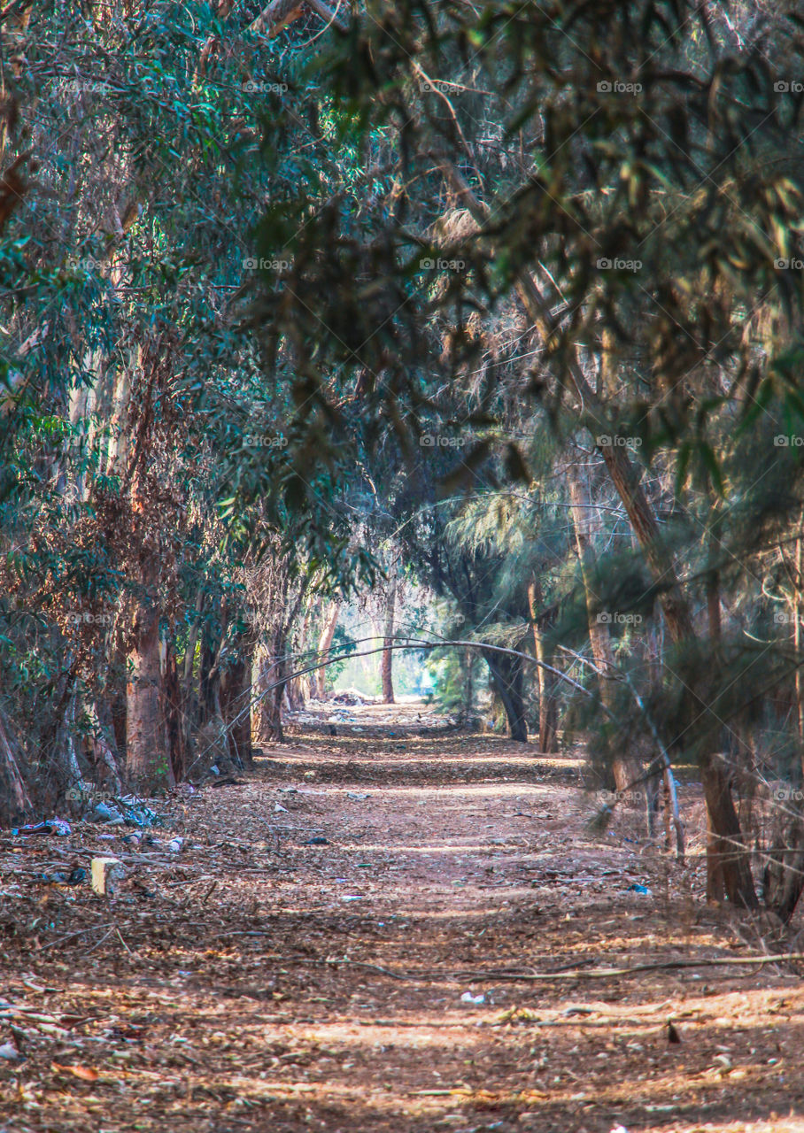 Forest of Ismailia Egypt