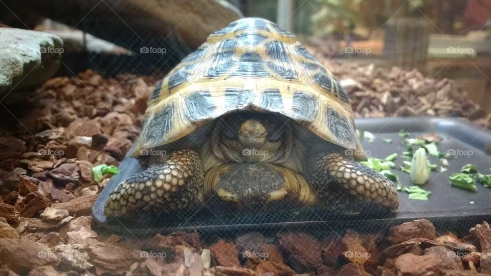 sleeping turtle