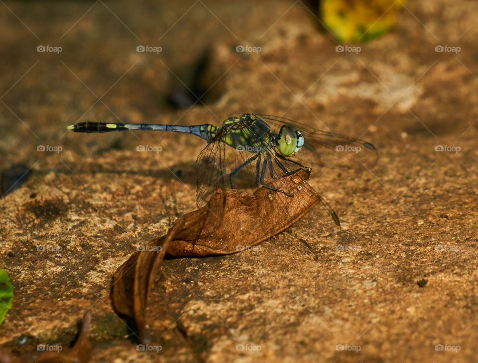 Dragon fly  - closeup