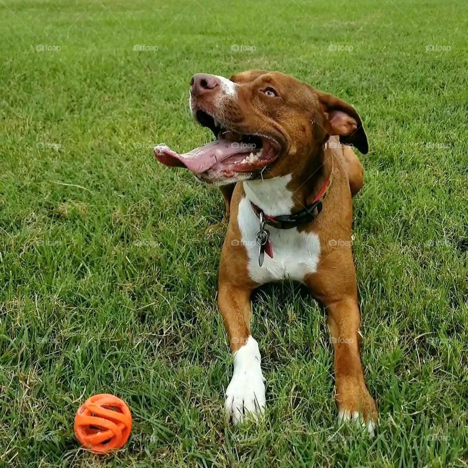 The Summer Smile of a Happy Dog with an Orange Ball on Green Grass