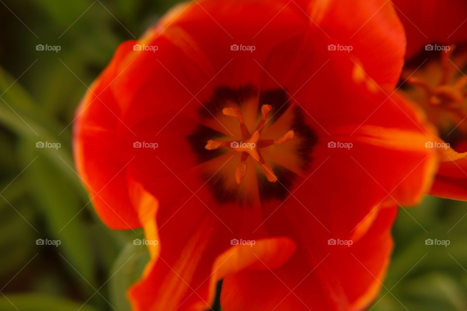 Orange tulip