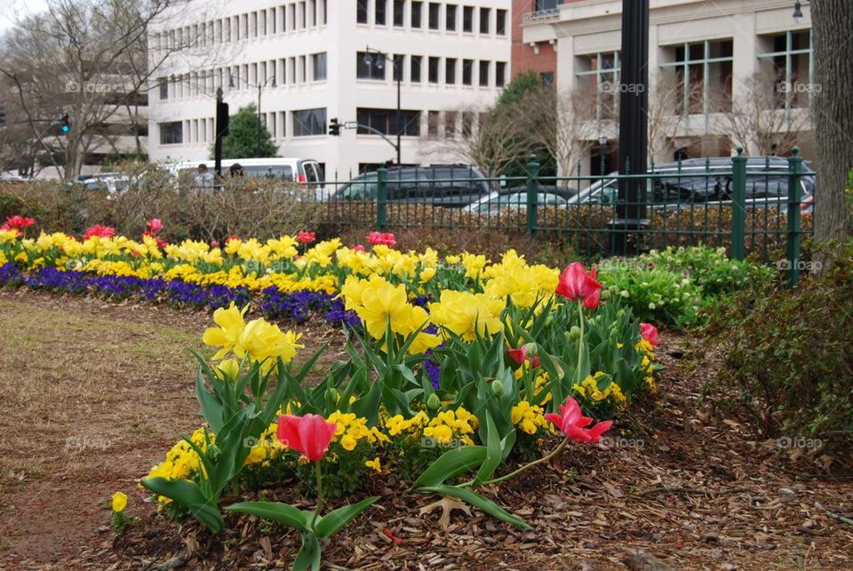 Town square flower garden