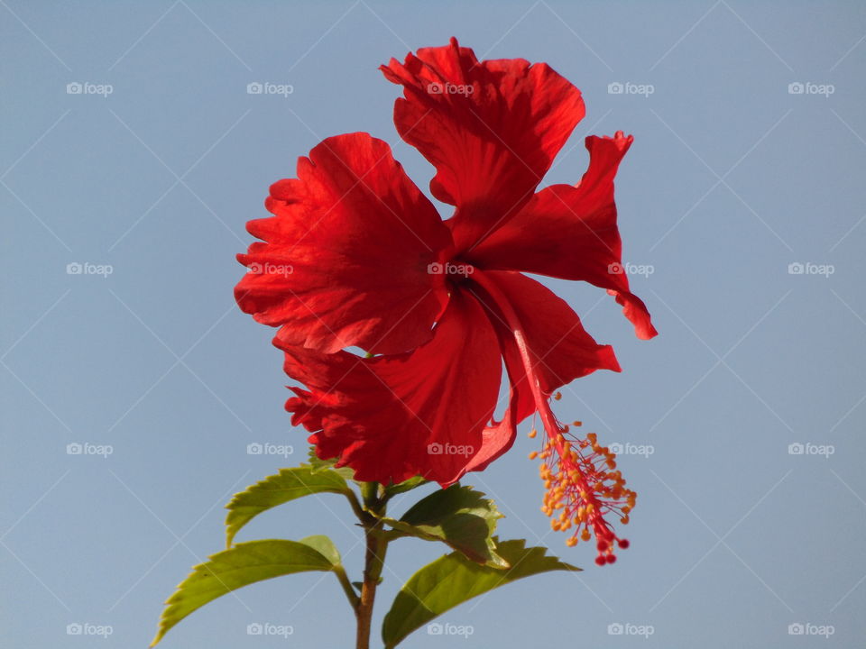 indian flower