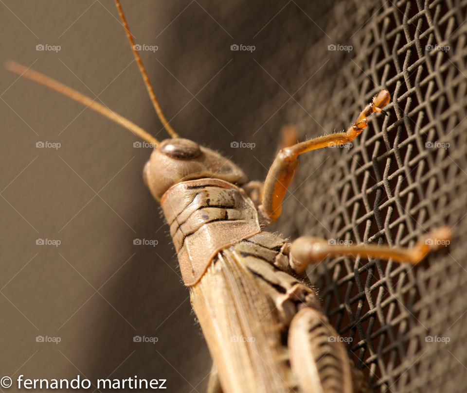 mi sunning grasshopper on porch screen by camcrazy