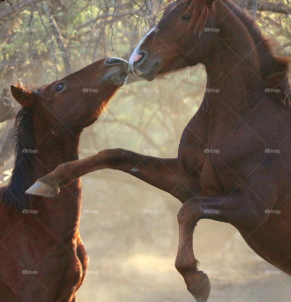 Horseplay Between Two Wild Stallions