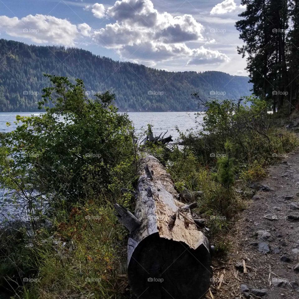 log on a lake shoreline under a cloudy blue sky
