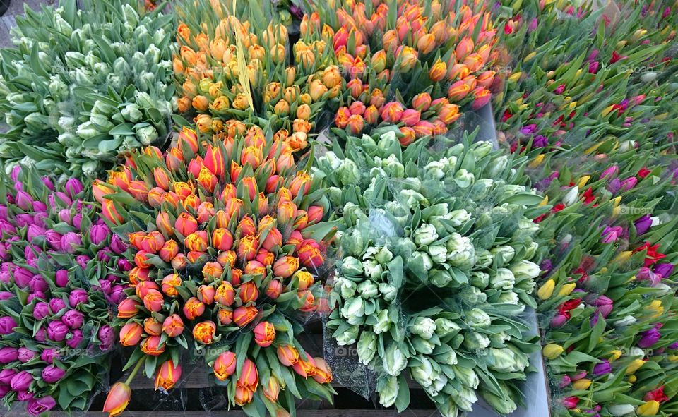 Colorful tulips blooming in the garden