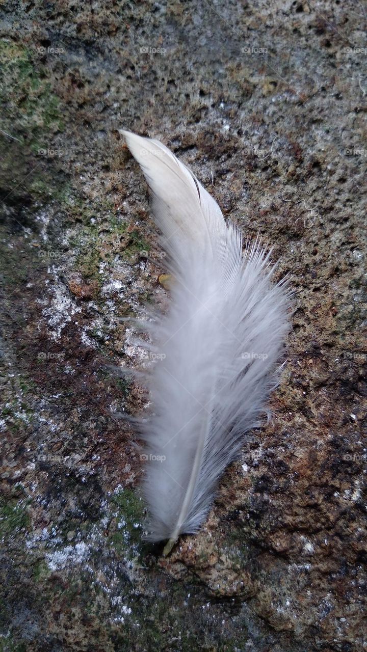Fine chicken feathers on the ground