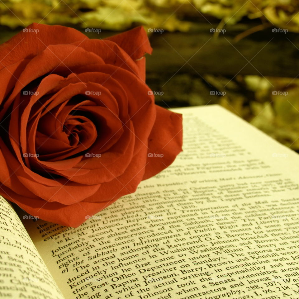 Red rose on a book