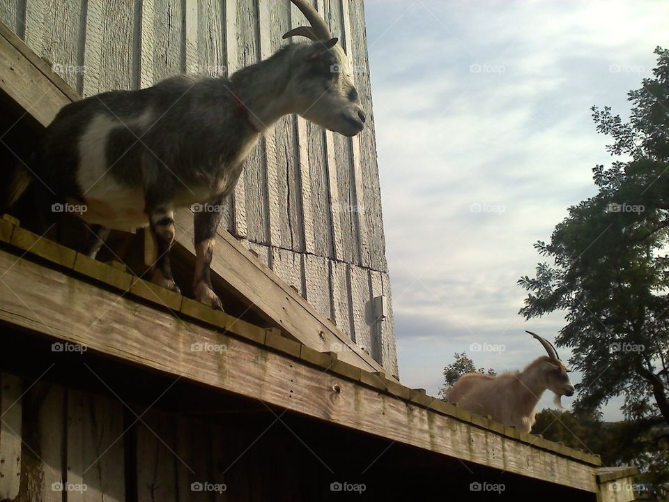 Climbing goats are happy goats