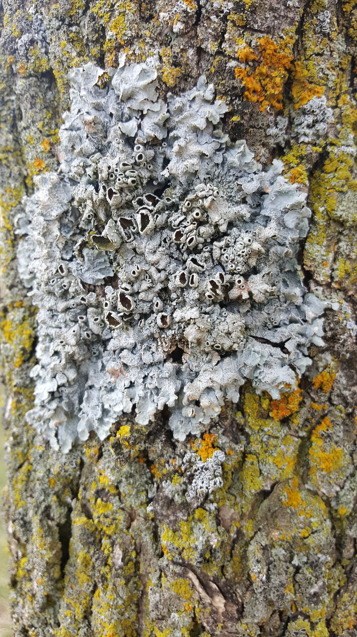 growth on a tree