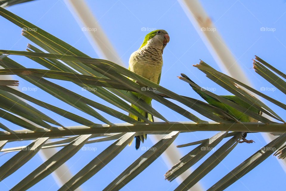 Green parrot