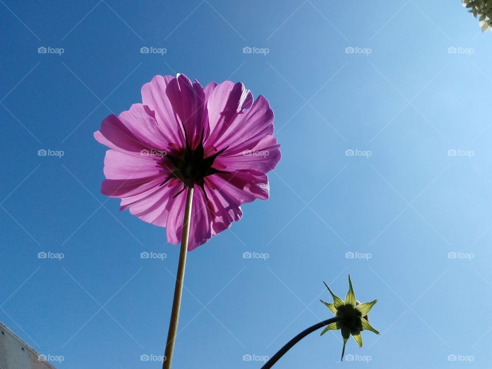 beautiful pink flower and blue sky background