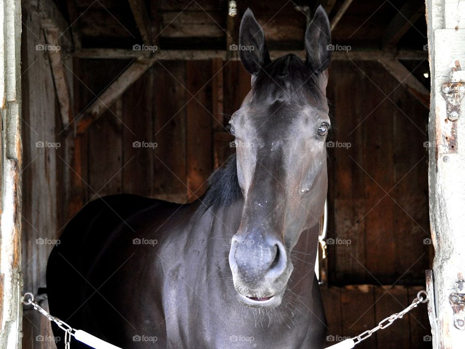 Trick Phone. Trick Phone, a black 2yr-old colt waiting in his stall before his first career start at Saratoga. 
zazzle.com/Fleetphoto