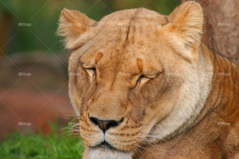 Lion sleeping on grass