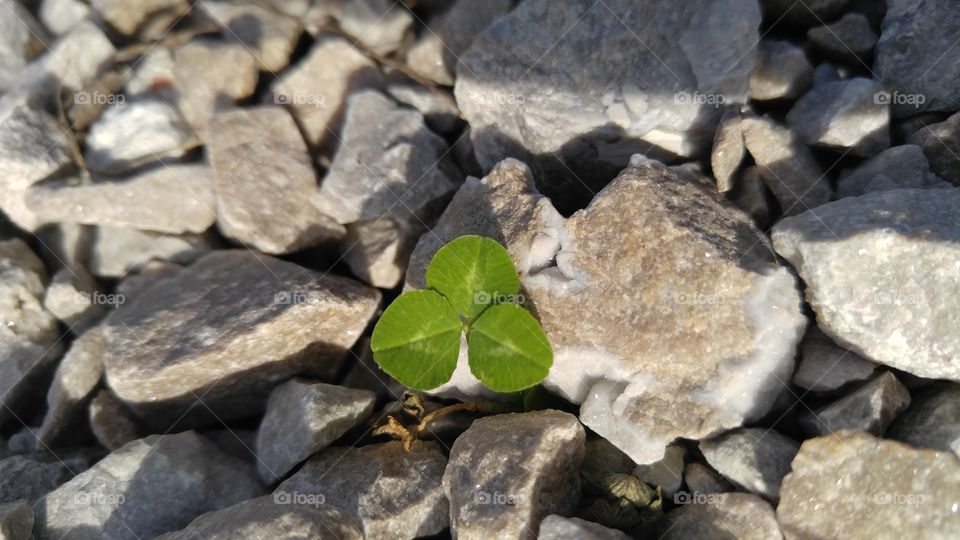 Minimalistic Green Clover