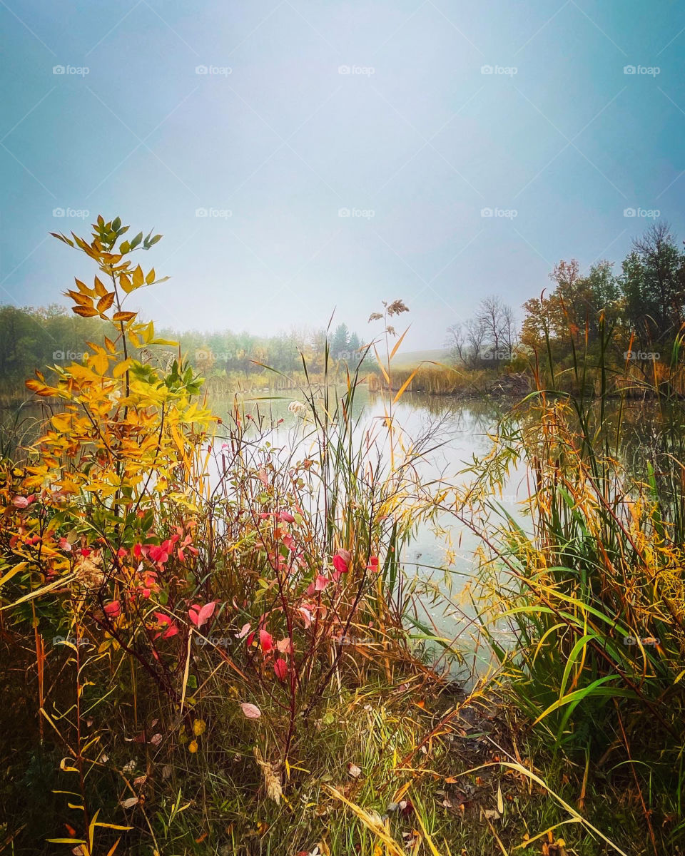 Autumn foliage on a foggy morning 