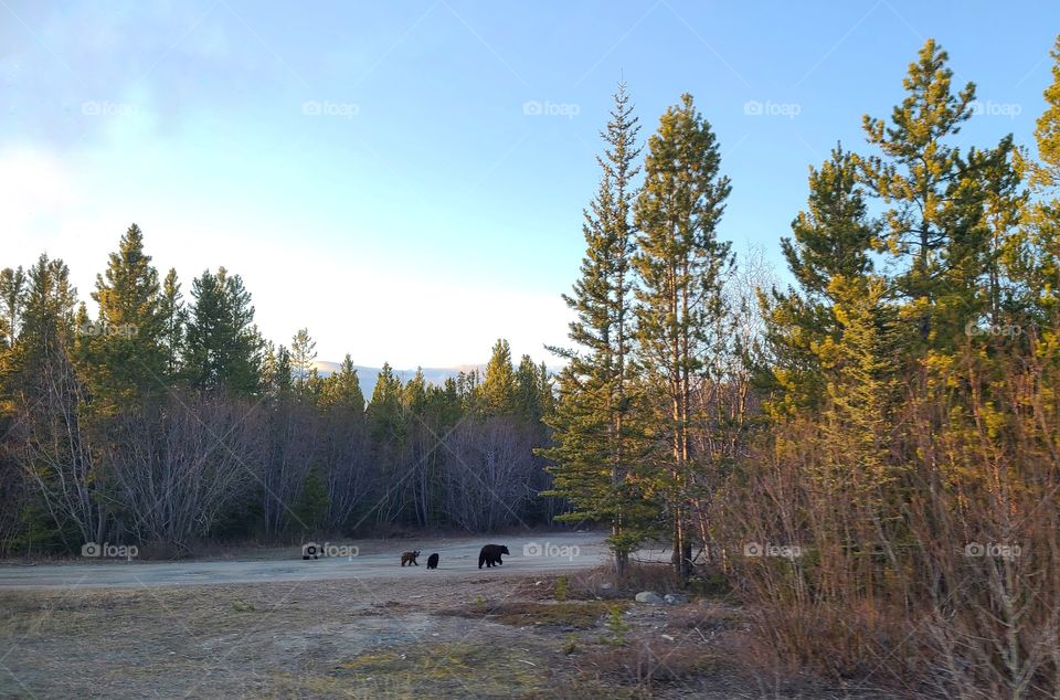 Mama bear and three cubs in the north