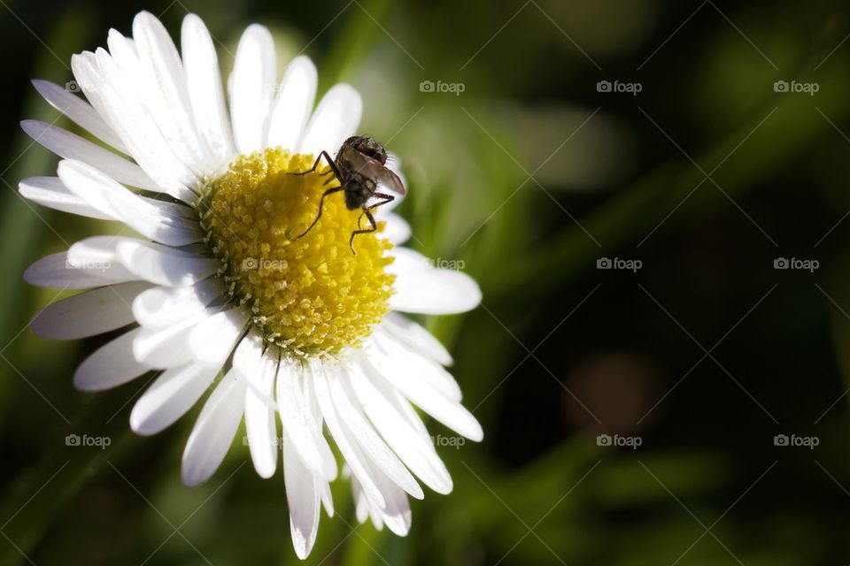 Fly on daisy flower