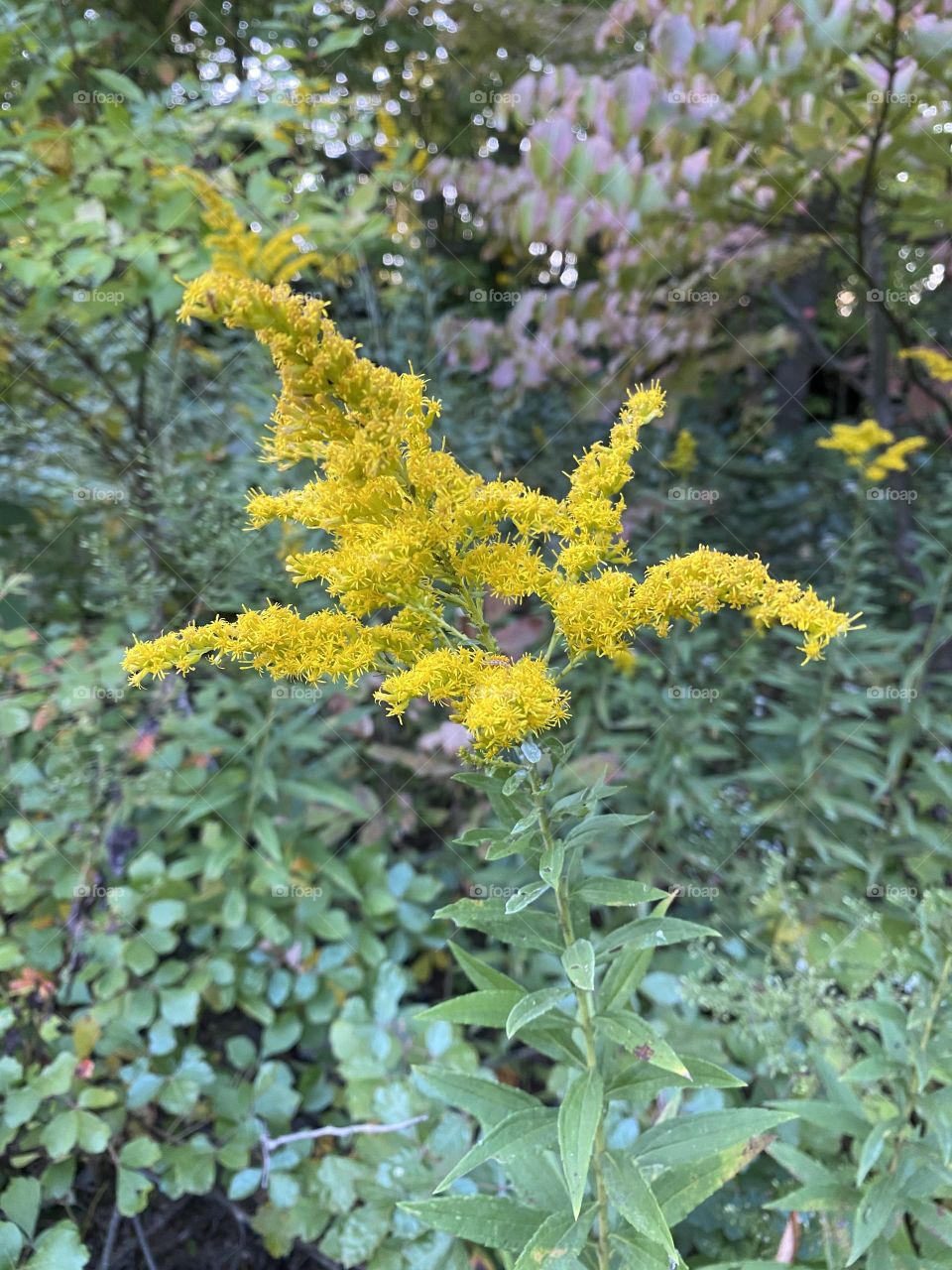 Beautiful Golden Yellow flower 