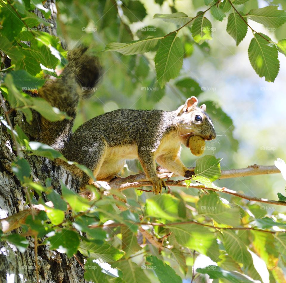 squirrel with a nut tree