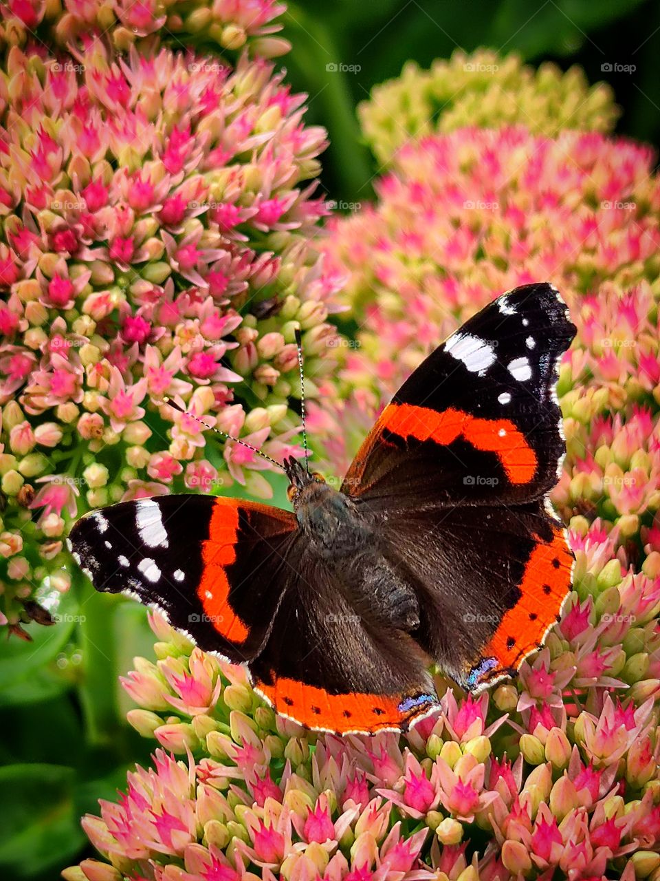 butterfly with open wings on a flower.  view from above