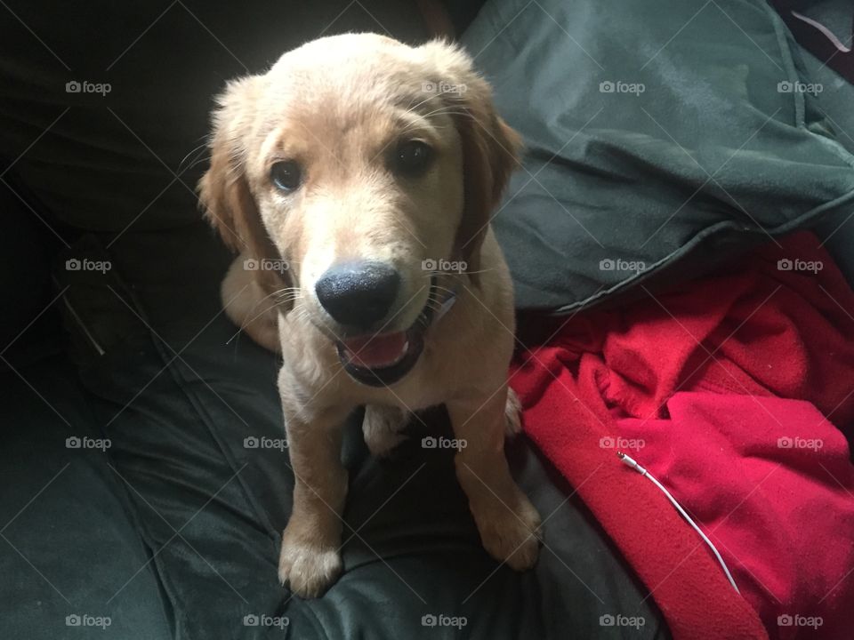 Golden retriever puppy with blanket