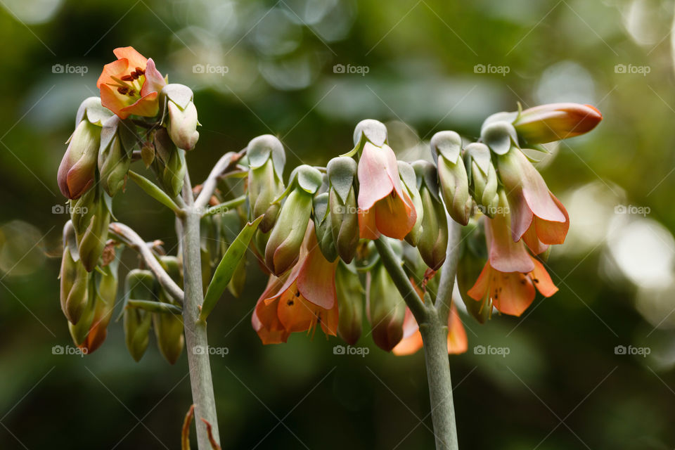 Mother of Millions 