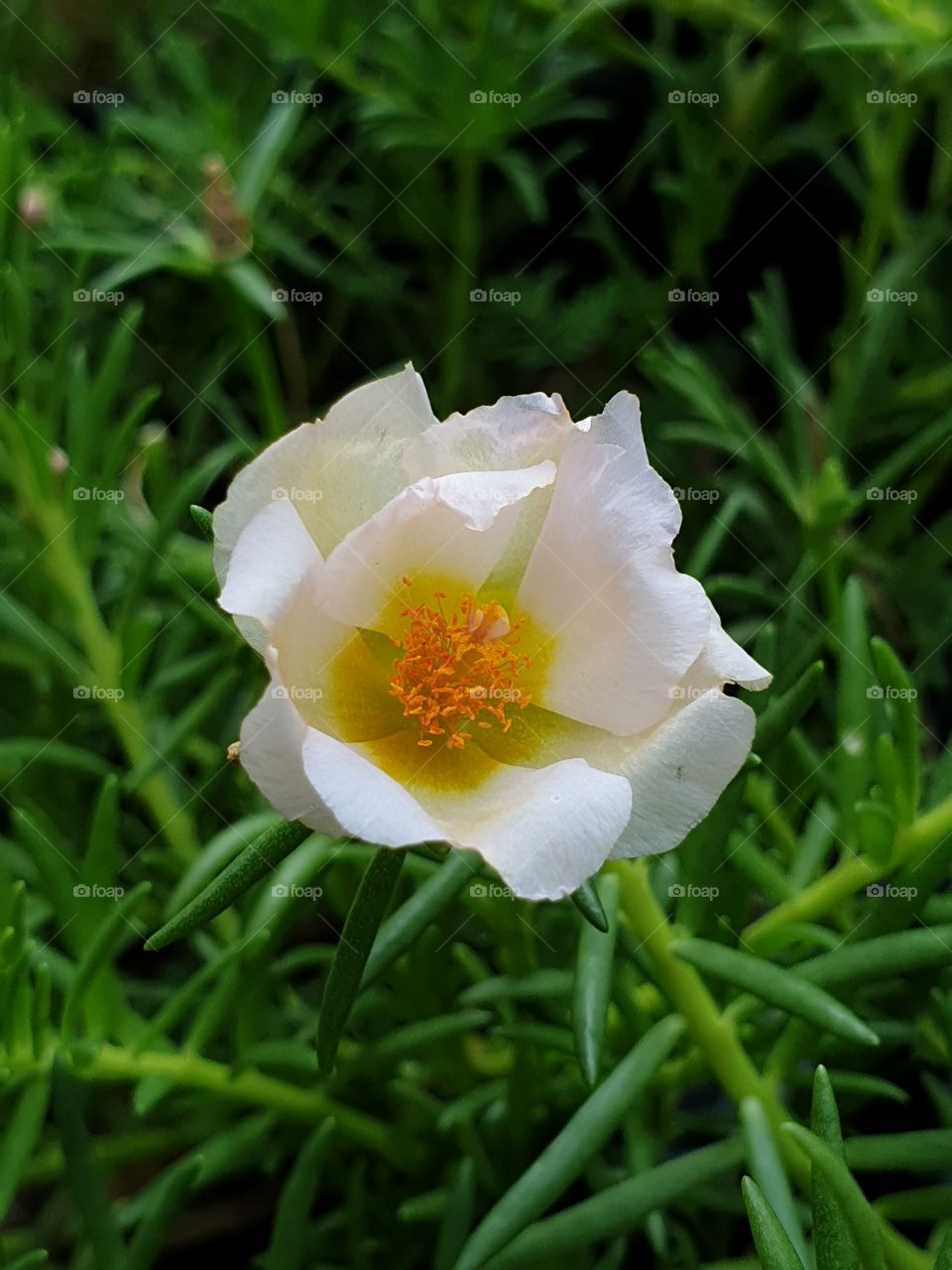  Portulaca Grandiflora or Moss-rose