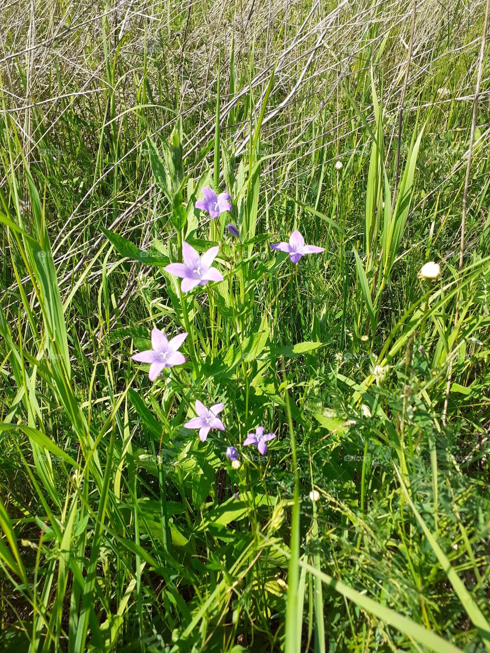 красота летней природы
