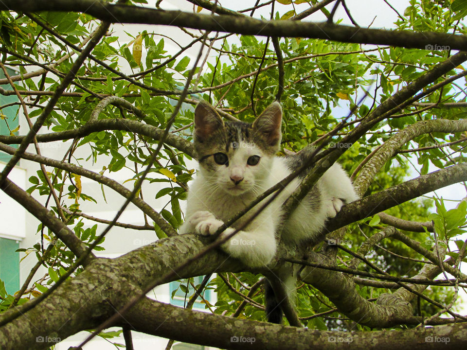 Kitten On A Tree.