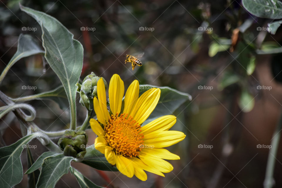 Nature, Flower, Flora, Leaf, No Person