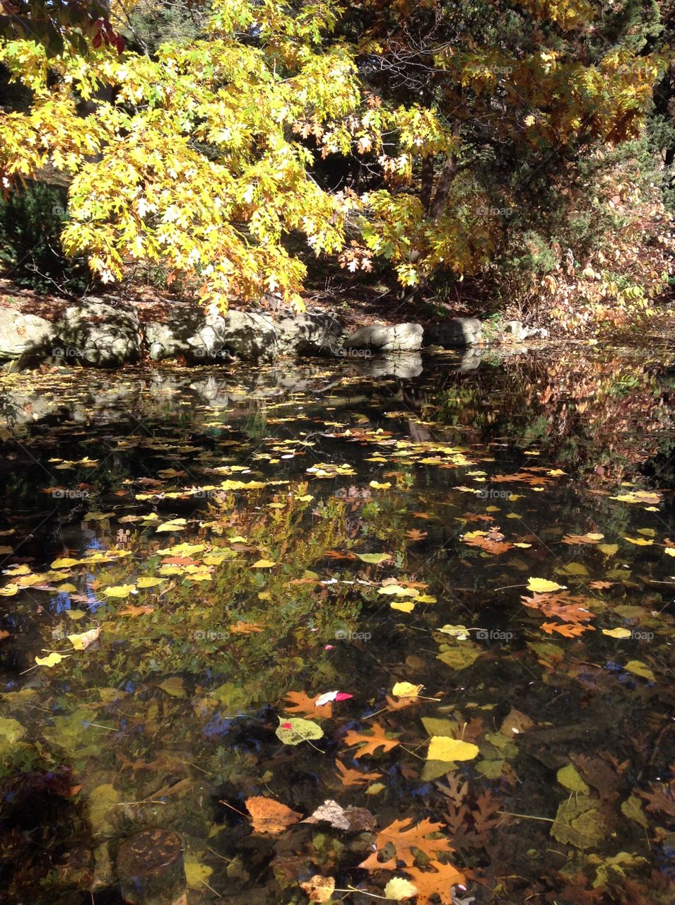 Autumn in the park