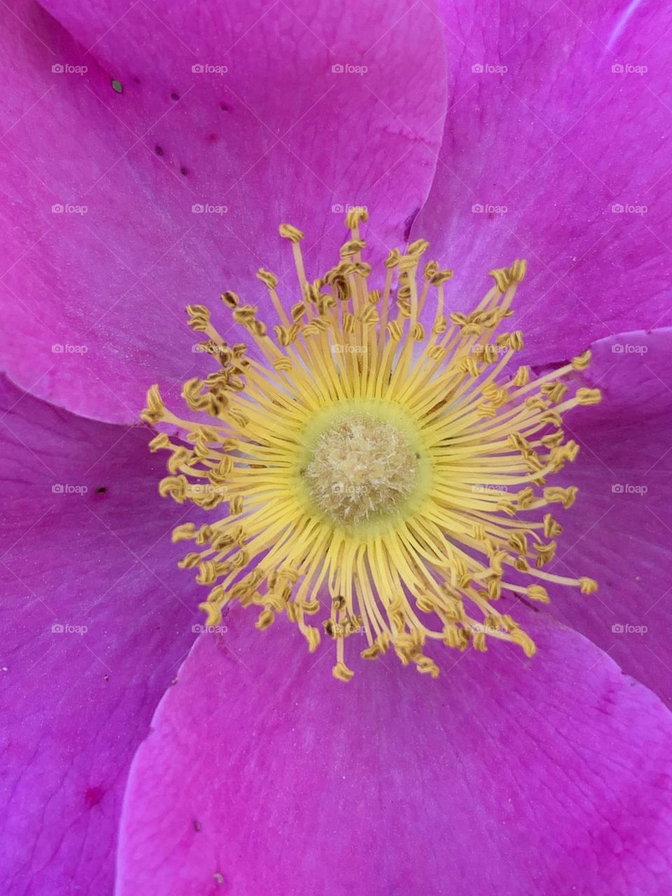 Flower blossoms of Nootka rose