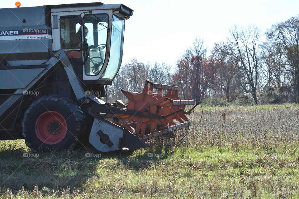 harvesting soybeans