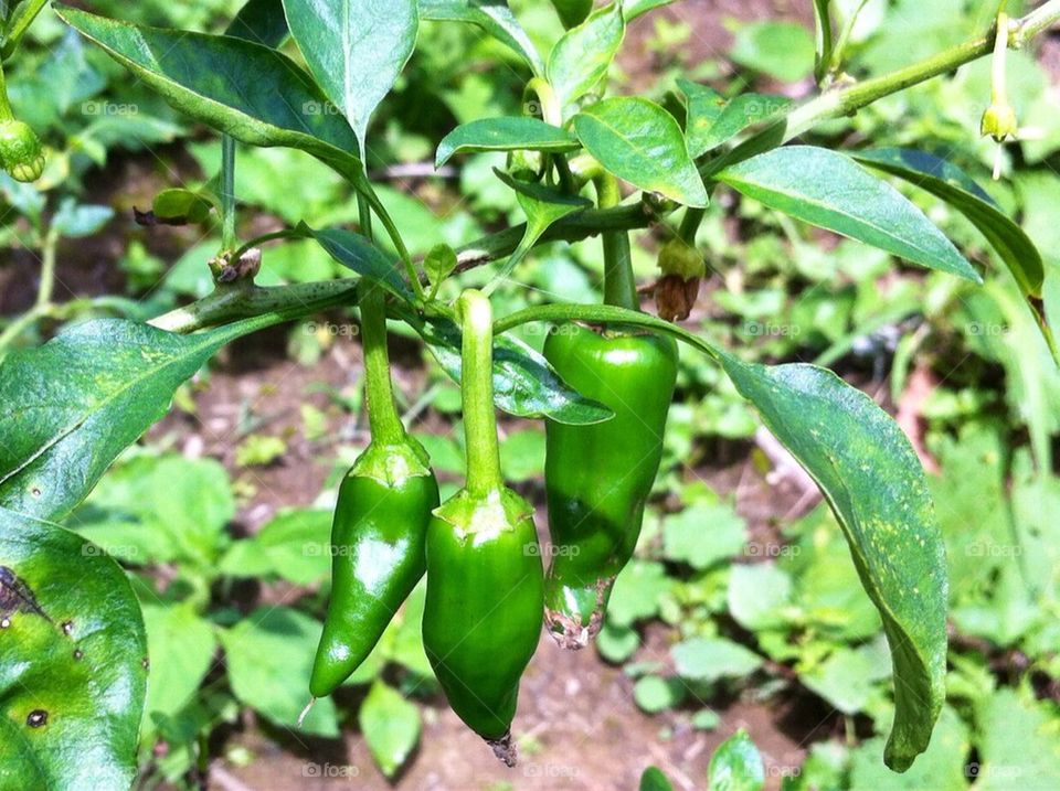 Chili plant