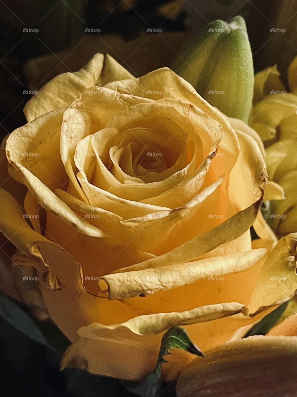 Petals up close layer by layer