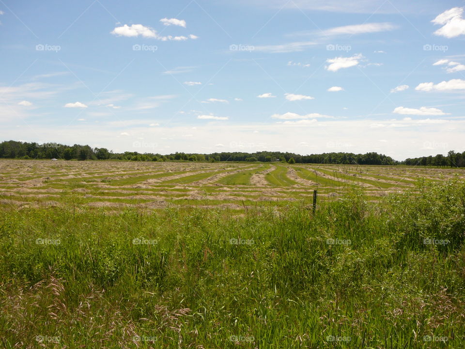 Hay field