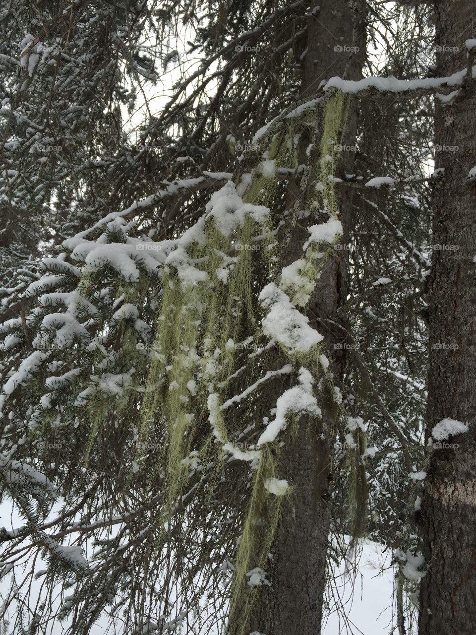 Snowy Moss 