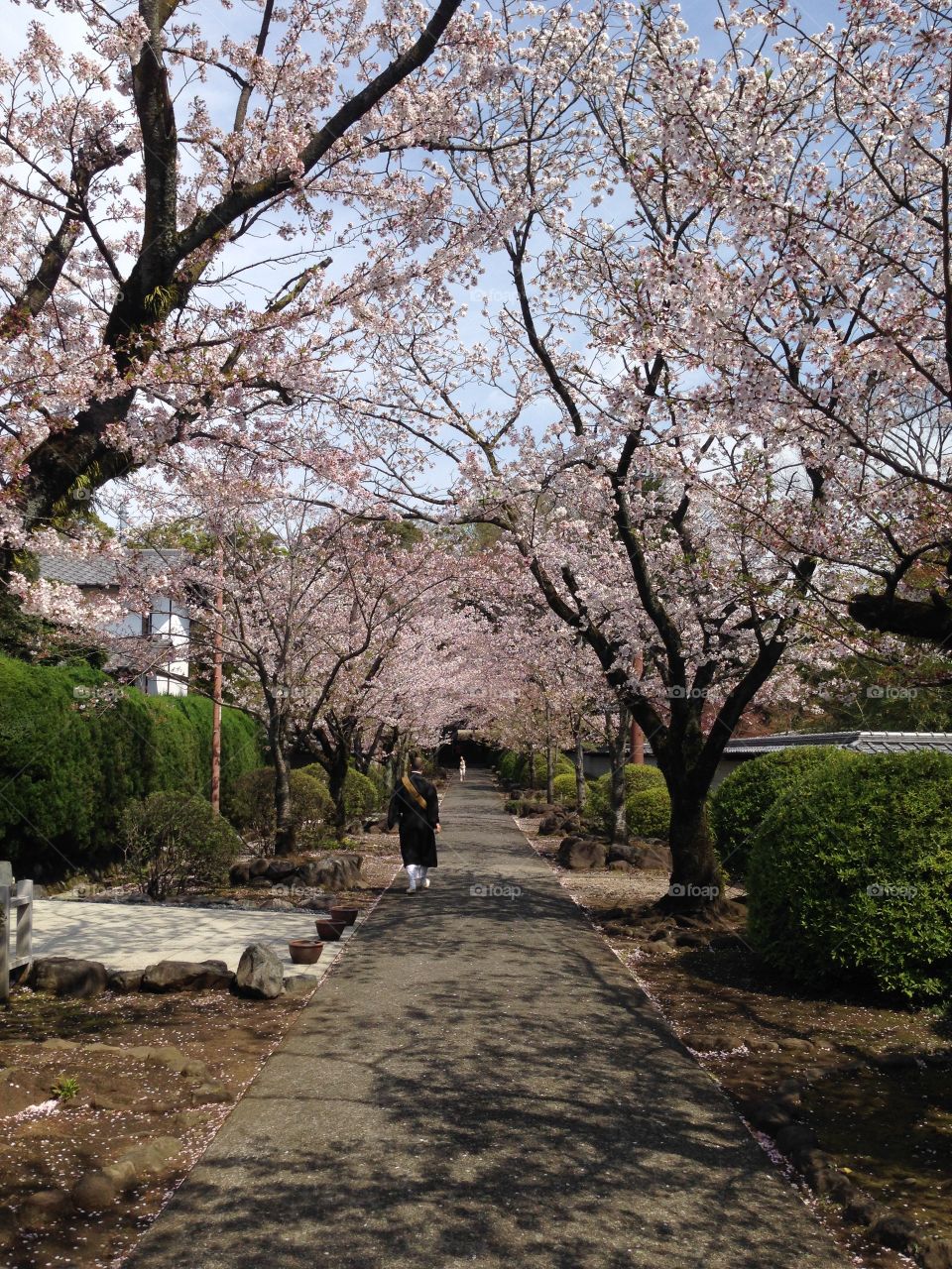 Sakura temple 