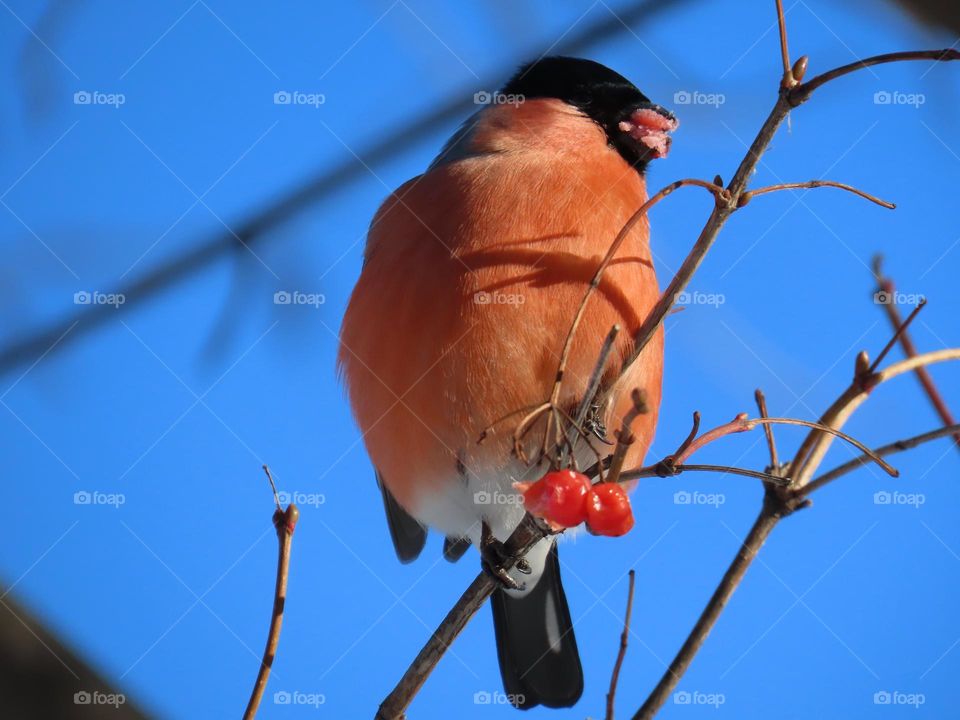 Bullfinch eats berries
