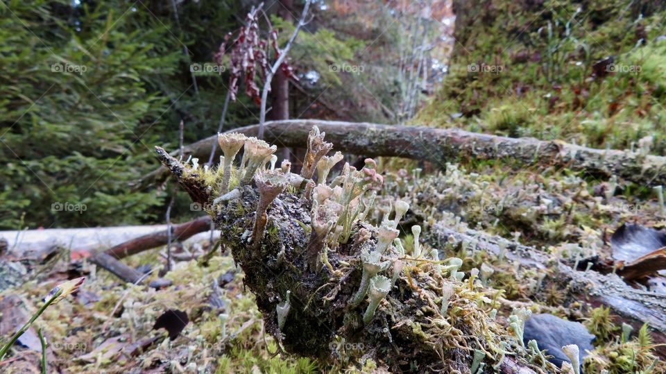 Moss and Mushroom etang des royes 
