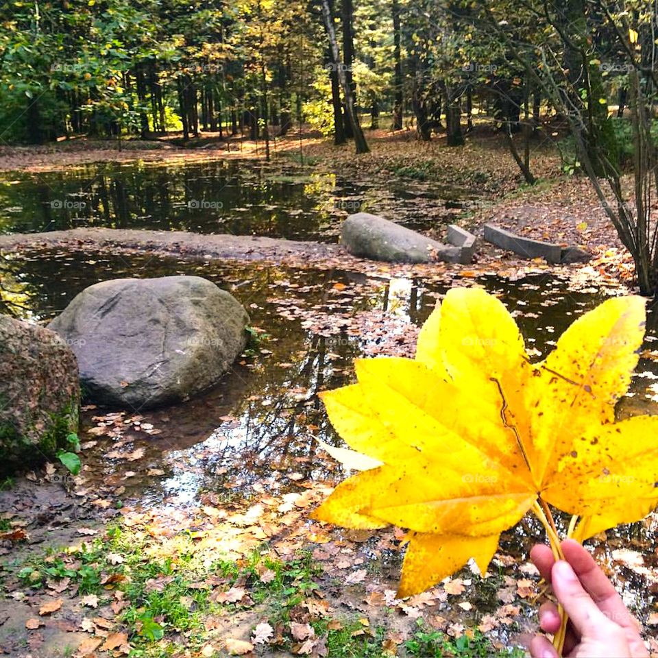 autumn in the forest. Ukraine 